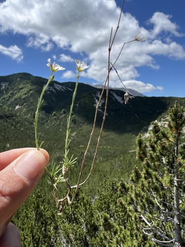 Cherleria capillacea, photograph 6