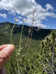Cherleria capillacea, photograph author not stated, no rights reserved