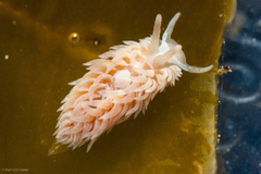 Aeolidia