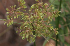 Cyperaceae