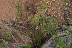 Cyperaceae
