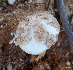 Battarreoides diguetii