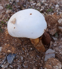 Battarreoides diguetii