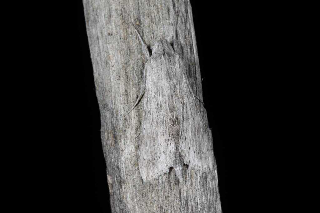 Erinnyis guttularis