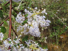 Ceanothus caeruleus