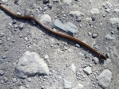 Coniophanes imperialis