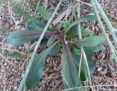 Penstemon parryi