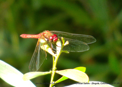 Sympetrum gilvum