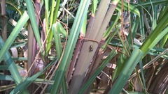 Dendryphantes mordax