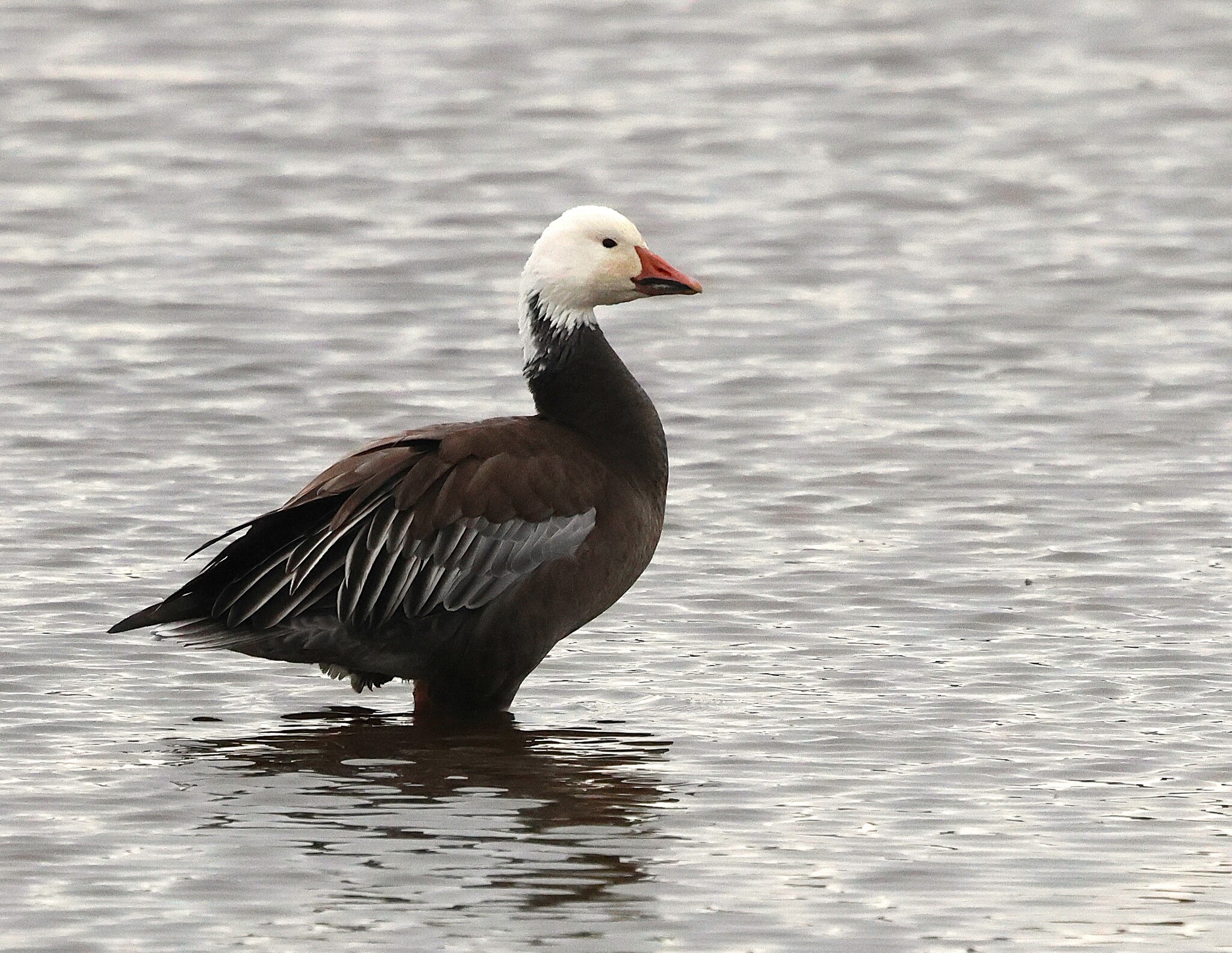 Snow Goose