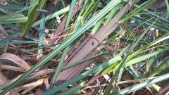 Dendryphantes mordax