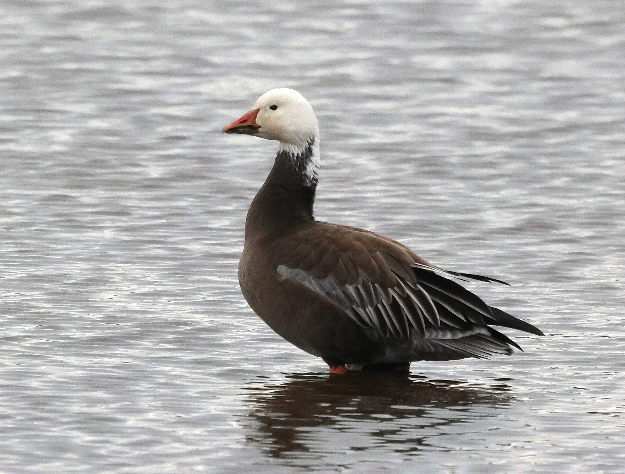 Snow Goose