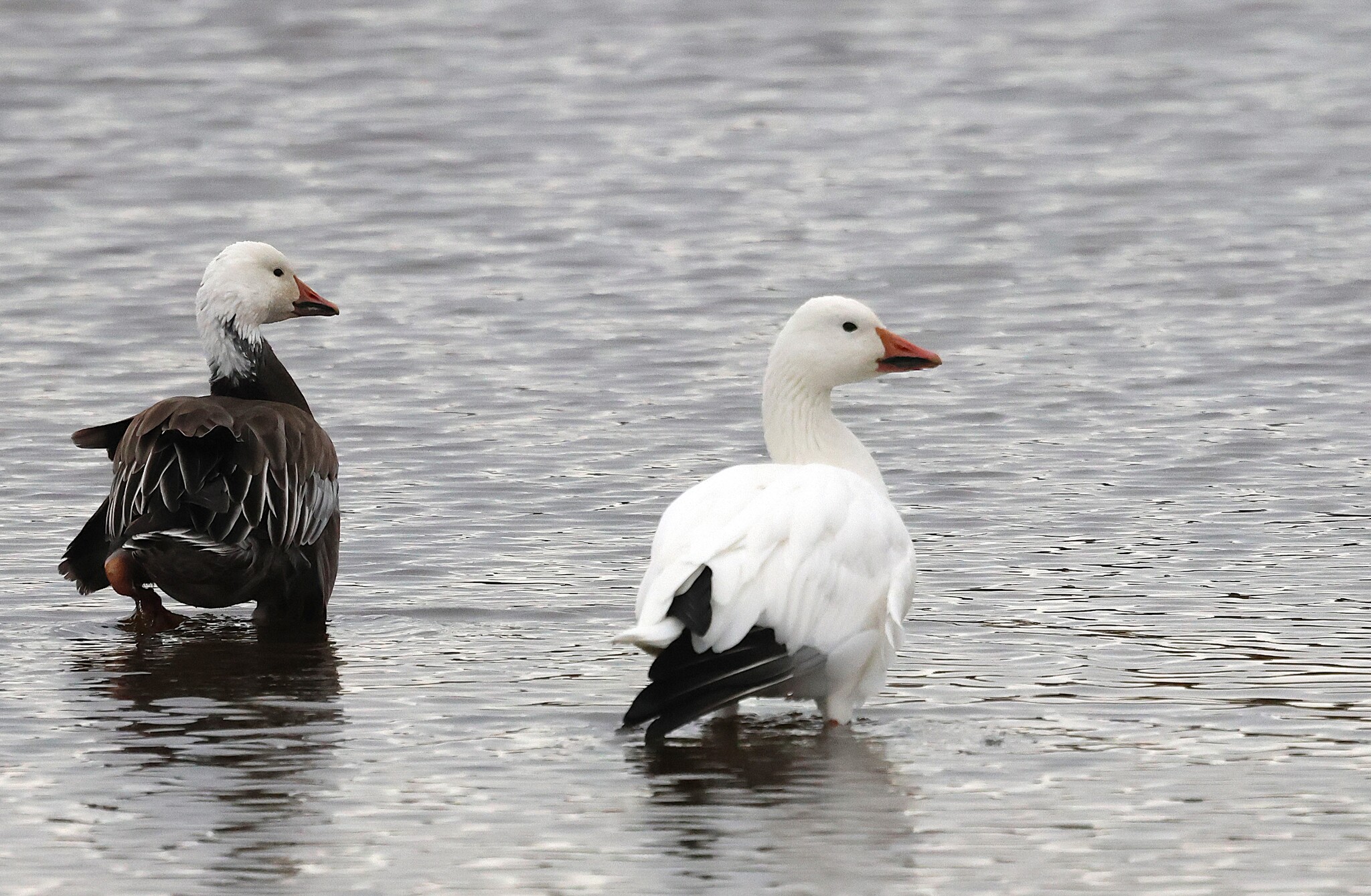 Snow Goose