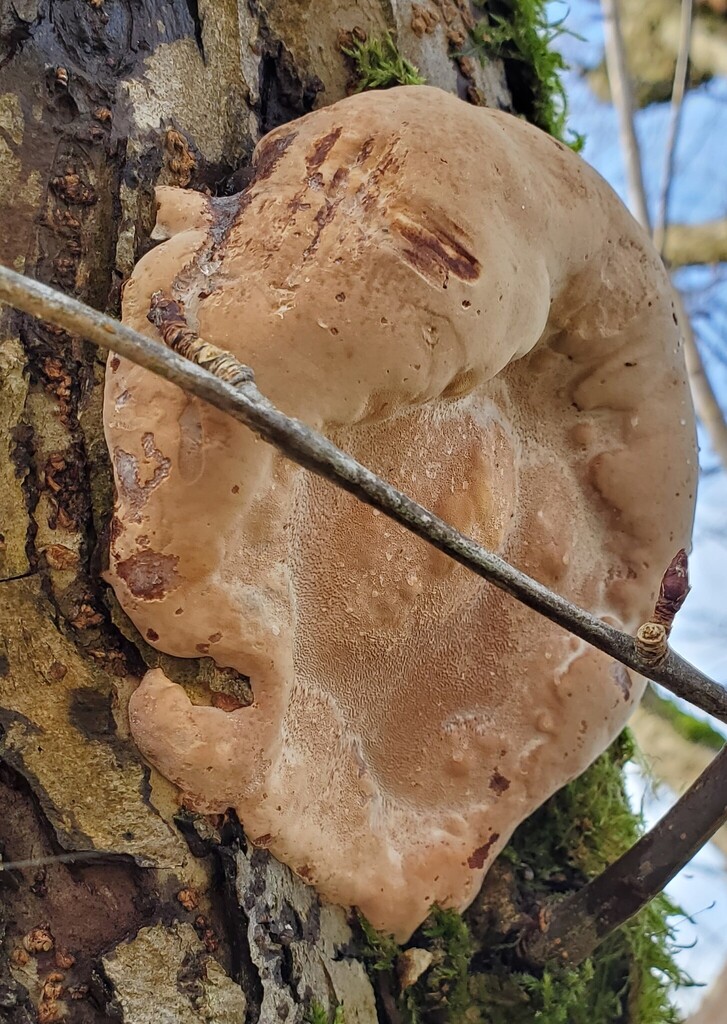 Phellinus pomaceus · December 2025 · photo: © at54 (iNaturalist, cc0)