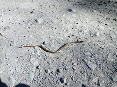 Coniophanes imperialis
