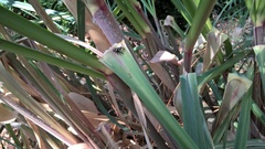 Dendryphantes mordax