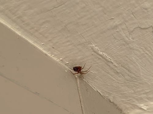 Red House Spider photo 5