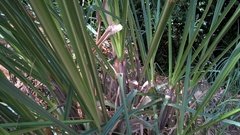 Dendryphantes mordax