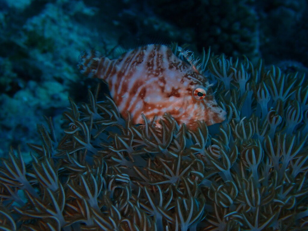 Flower-coral Filefish