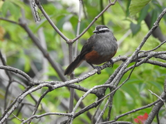 Montecincla fairbanki
