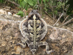 Phrynosoma taurus