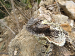 Phrynosoma taurus