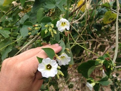 Ipomoea corymbosa