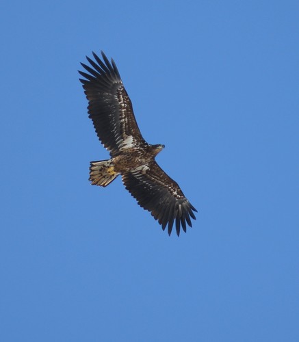 Pigargo europeo (Haliaeetus albicilla)
