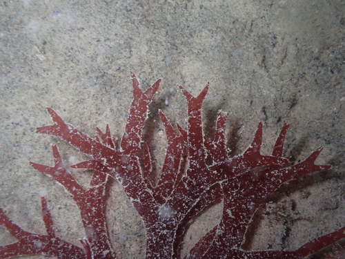 Sarcodiotheca furcata observed 2025-09-30