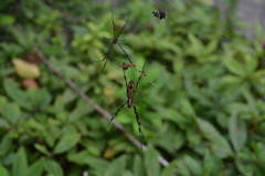 Trichonephila clavata