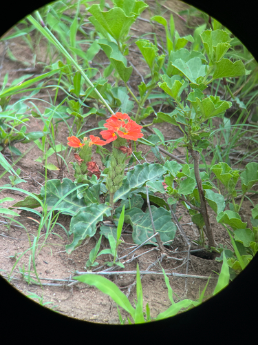 Zulu Crossandra (Crossandra zuluensis)