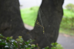 Trichonephila clavata