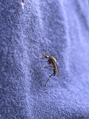Unknown species found near W Side Prairie Conservation Easement Trail, Fayetteville, AR, US