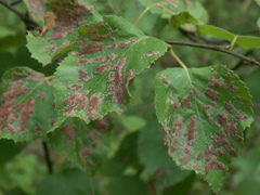 Acalitus longisetosus