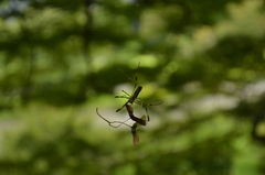 Trichonephila clavata