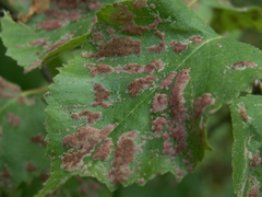 Acalitus longisetosus