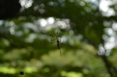 Trichonephila clavata