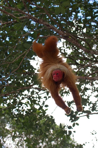 Novaes' Bald Uakari