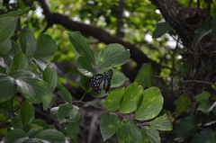Hestina assimilis assimilis