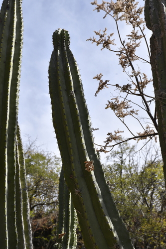 Stenocereus pruinosus, photograph 6