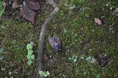 Graptopsaltria nigrofuscata