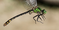 Ophiogomphus mainensis