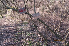 Paliurus spina-christi