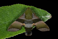 Perigonia glaucescens