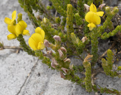 Aspalathus linguiloba