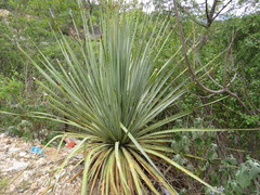 Nolineae