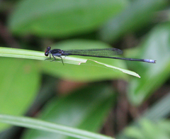 Pseudagrion pruinosum