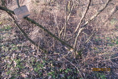 Paliurus spina-christi