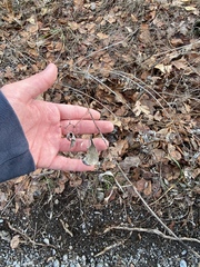 Vincetoxicum rossicum