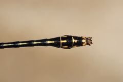 Ophiogomphus mainensis